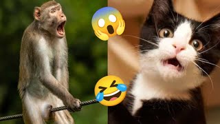 New funny animals 🤣 funniest dogs and cats 🐶🙀 funny animals 2023 | part 1