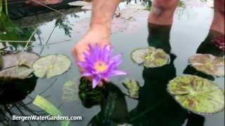 Nymphaea 'Star of Zanzibar' Annual Waterlily