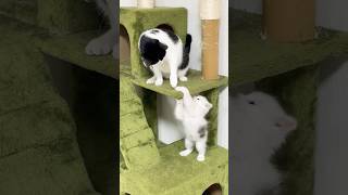 ちょっかい出して逃げる子猫🐈‍⬛ #猫 #子猫 #ねこ #ねこ動画 #猫動画 #子猫動画 #猫のいる暮らし #cat #shorts