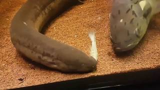 Lungfish Struggles