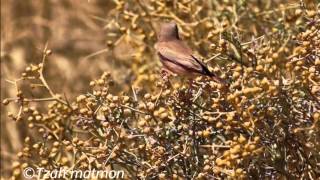 חצוצרן מדבר  Trumpeter Finch  Bucanetes githagineus