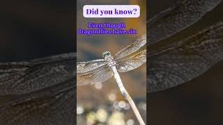 Dragonflies can't walk #didyouknow #facts  #nature #insects #dragonfly