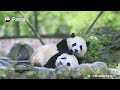 pandas wrestling in a swimming pool ipanda