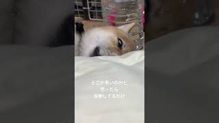 白目むいて爆睡する柴犬