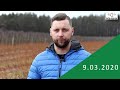 Borówka na początku wegetacji - komunikat jagodowy Agrosimex.