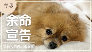 【慢性腎不全】余命宣告 / ステージ４/ 犬の腎臓病