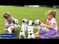 101 dalmatians in real life rescuing a whole pack of spotted pups dalmatians rescue