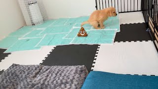 作戦は成功するか…？子犬のトイレのしつけ問題