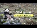 Wild pandas also eat meat?!