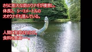 【閲覧注意】驚愕！ＵＭＡ未確認生物）！！偶然撮影された衝撃写真・映像【ビッグフットネッシーモンキーマン】