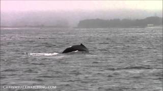 7.1.14 Whale Watching #Monterey