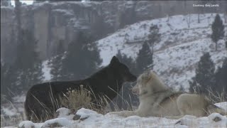 Conservationists file lawsuit asking feds for wolf EPA protections