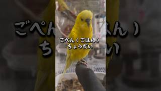 おしゃべりインコのおねだり作戦！ #セキセイインコ #おしゃべりインコ #つぼうみちゃんねる #かわいい #budgerigar #budgie