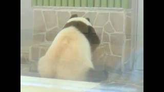 もうすぐお別れになる王子動物園のパンダのタンタン超可愛い