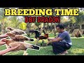 🔴 WAKTUNYA BREEDING DBF DRAGON || YANIK DBF || DANAS BINOH FARM