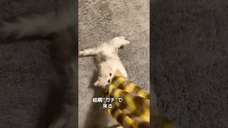 やんちゃ姫 #ミヌエット #猫のいる暮らし #cat #子猫