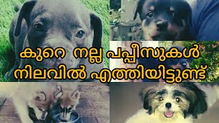 #petsofkerala നല്ല പപ്പീസ് കുറെ പുതിയ വന്നിട്ടുണ്ട്