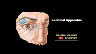 Lacrimal Apparatus | Components, Features, Structure with its Blood \u0026 Nerve supply