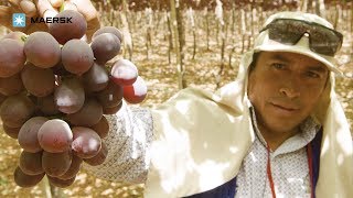 Peruvian grapes from El Pedregal