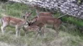 Fallow Deer - Daim - Damhirsch (Slow Motion, in Switzerland)