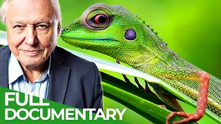 David Attenborough's Wild City | Episode 3: Islands | Free Documentary Nature