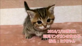 ★トロのおうち★短足マンチカンの仮名：みくちゃん