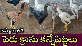 పేరు క్లాస్ కన్నెపిల్ల అమ్మబడును||జాతి కోళ్ళు అమ్మబడును