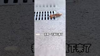 黄鼠狼：我知道你很急，但你先别急