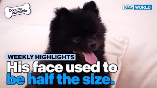 [Weekly Highlights] But he so cute🥺 [Dogs Are Incredible] | KBS WORLD TV 240430