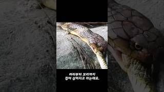 킹코브라가 독사를 산 채로 잡아먹는 영상