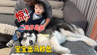 主人叫二哈起床，二哈死活不起，當小主人拿刀出馬後，大家都別笑When a sleeping Husky meets a baby【马桶的逗比狗生】