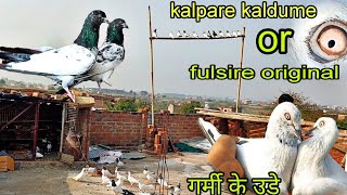 kalpare kaldume or fulsire original highgflyar  || #youtube #trending #viralvideo #pigeon