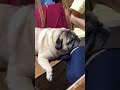 【パグ 】お母さんのあご乗せ最高！リラックスなぶんちゃん＃shorts＃パグ ＃pug＃犬のいる暮らし