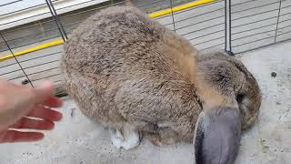 NICE BIG super sweet French Lop Buck!