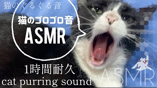 眠れない方に【黒白猫のゴロゴロ音\u0026猫のあくび姿】眠れる音60分ASMR作業用BGM【猫エンジン】睡眠導入Tuxedocat purring sound.リラックス＆マインドフルネス タキシードキャット