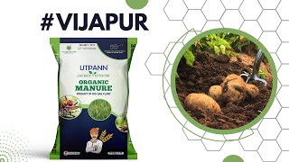 Vijapur Potato Farming Satisfied Farmer By UTPANN Fermented Organic Manure #utpann #potato #farming