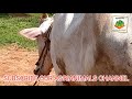 agrianimals hallikaar ಹಳ್ಳಿಕಾರ್ ದನ ಕರುಗಳು ಹಸುಗಳ ಸುಳಿಗಳ ಬಗ್ಗೆ ಮಾಹಿತಿ mudlaiah ಮತ್ತು ರಂಗಸ್ವಾಮಿ