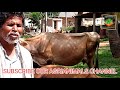 agrianimals hallikaar ಹಳ್ಳಿಕಾರ್ ದನ ಕರುಗಳು ಹಸುಗಳ ಸುಳಿಗಳ ಬಗ್ಗೆ ಮಾಹಿತಿ mudlaiah ಮತ್ತು ರಂಗಸ್ವಾಮಿ