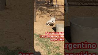 Dogo Argentino transformation video day60/365 #anirudh #remix #music #trailer #jailer #naturalpet