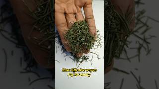 How to Dry Rosemary or Any Herb at Home.