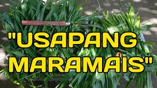 Paano magtanim ng maramais | Usapang Maramais #RabbitFarming #TipidFeedsTips