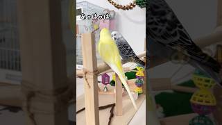 【夏休み】すごい楽しそう😂#大笑いんこ#セキセイインコ#shorts