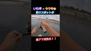 いわきの人気釣りスポットが活性ヤバすぎて爆釣。福島県いわき市釣り。#shorts