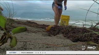 How to volunteer for a local beach cleanup Saturday morning