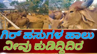 ಗಿರ್ ಹಸುಗಳ ಹಾಲು ನೀವು ಕುಡಿದ್ದಿದಿರ..YOU DRINK GIR COW MILK..#gircow #vlog #agriculture #farmer #cow