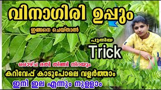 വിനാഗിരി ഉപ്പും ഇങ്ങനെ ചെയ്താൽ മതി കറിവേപ്പ് കാടായി വളരാൻ/curriila care /poppy happy vlogs/malayalam