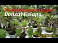 Bonsai kelapa berbatang besar hasil program Bli Santi