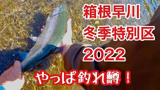 箱根早川ニジマス】2022冬季特別区開幕！