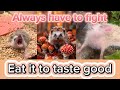 Why eat so fast? / Thai Hedgehog