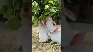 Beautiful hare |Rabbit | Bunny #cute #rabbit #animals #bunny #pets #funny #cat #cuteanimals #nature